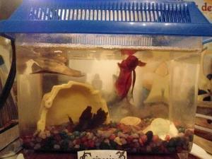 Gringoire célèbre le jour du Poisson d'Avril à sa manière... C'est à dire, en étant un poisson.